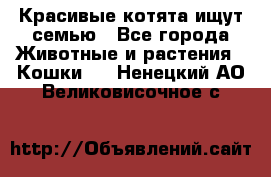 Красивые котята ищут семью - Все города Животные и растения » Кошки   . Ненецкий АО,Великовисочное с.